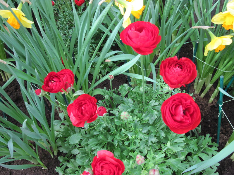 Red Ranunculus Flowers — Vibrant