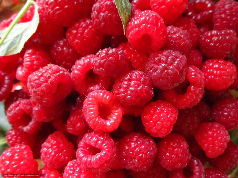 Red Raspberries — Fresh, Photograph, Leaves