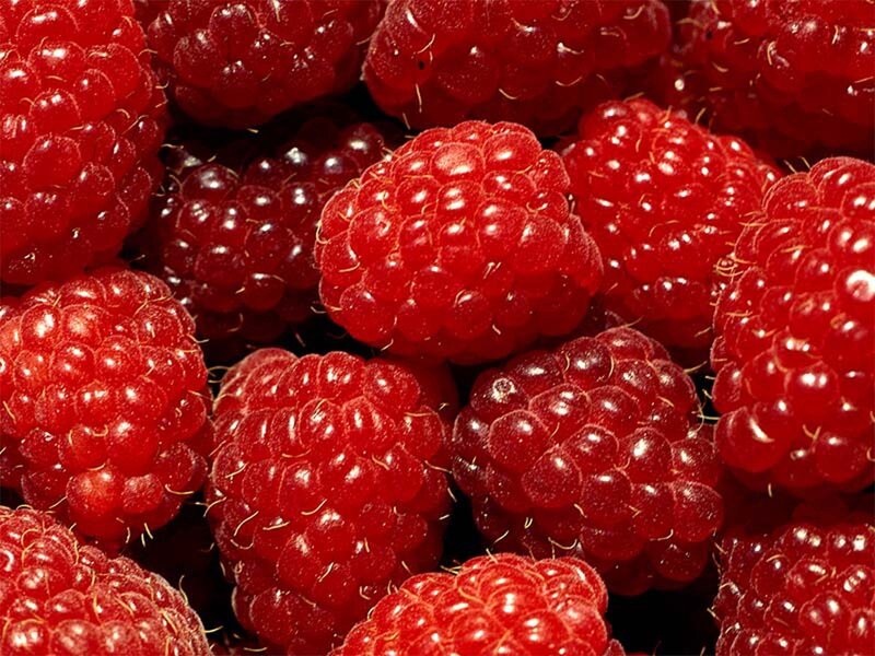 Red Raspberries — Fresh, Photograph