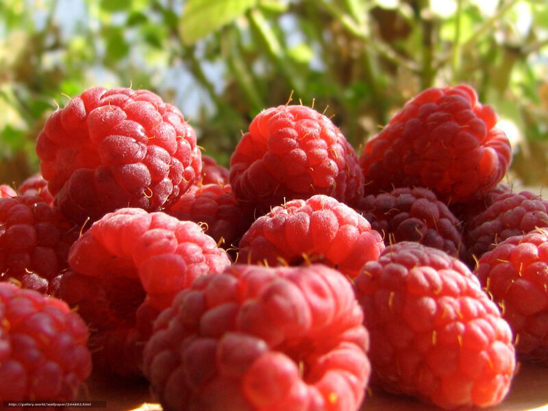 Red Raspberries in Focus
