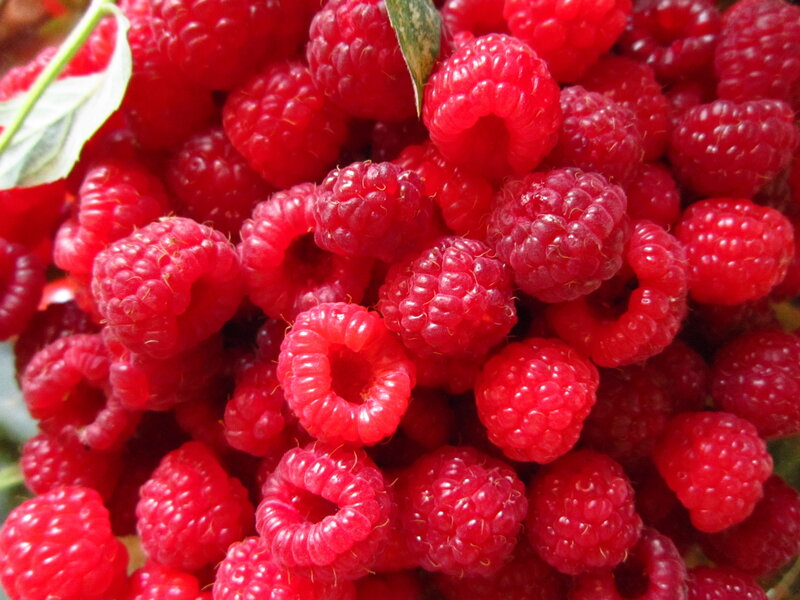 Red Raspberries in Pile