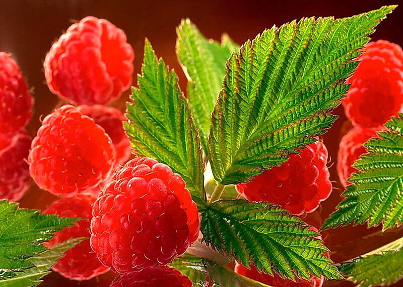 Red Raspberries on a Branch