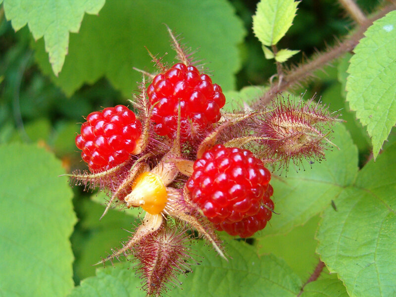 red raspberries on a bush