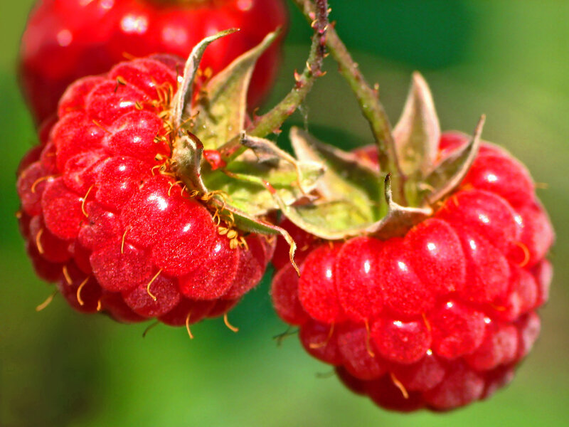 Red Raspberries on a Stem