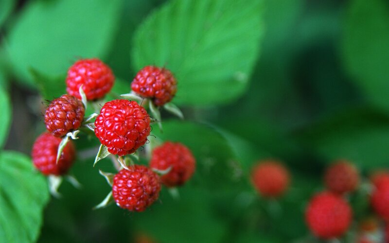 Red Raspberries on Bush — Natural, Summer