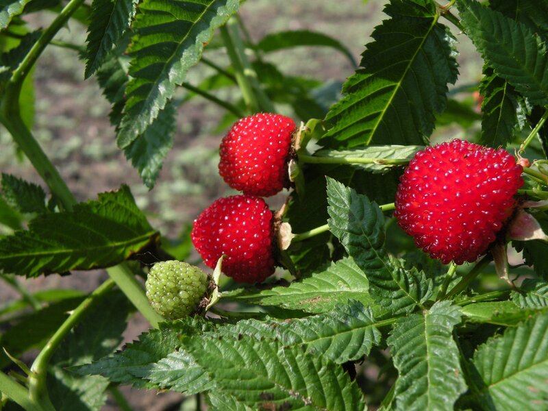 Red Raspberries on Bush — Natural