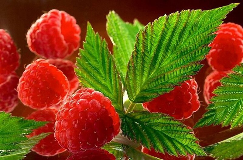 Red Raspberries on Bush