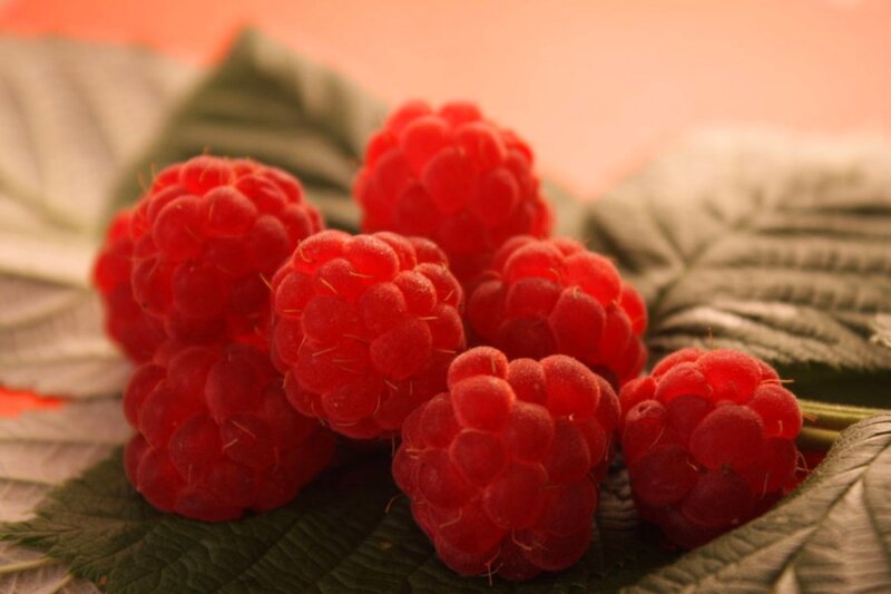 Red Raspberries on Leaves