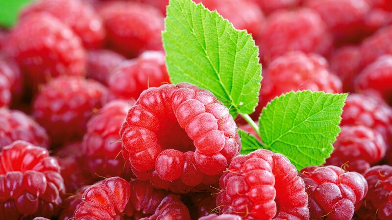 Red Raspberries with Leaves — Fresh