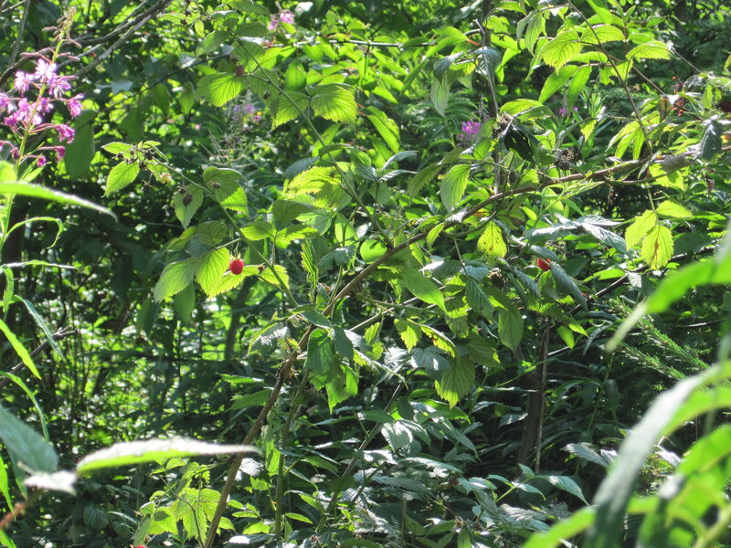 Red Raspberry on Bush