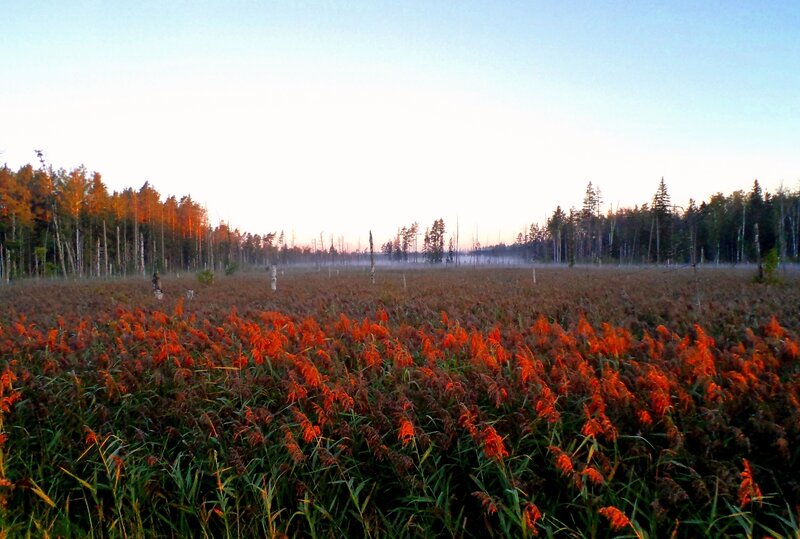Red Reeds in Marsh