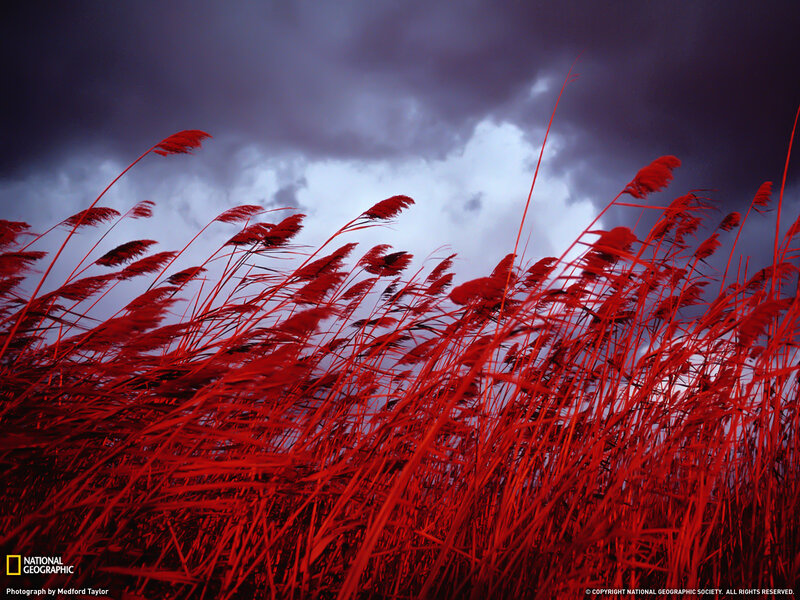 Red Reeds in Storm