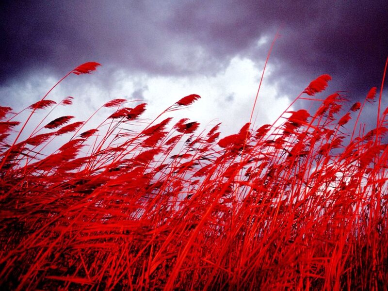 Red Reeds in Wind — Dramatic, Photograph