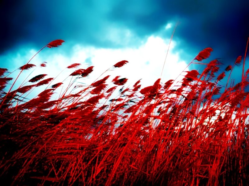 Red Reeds in Wind