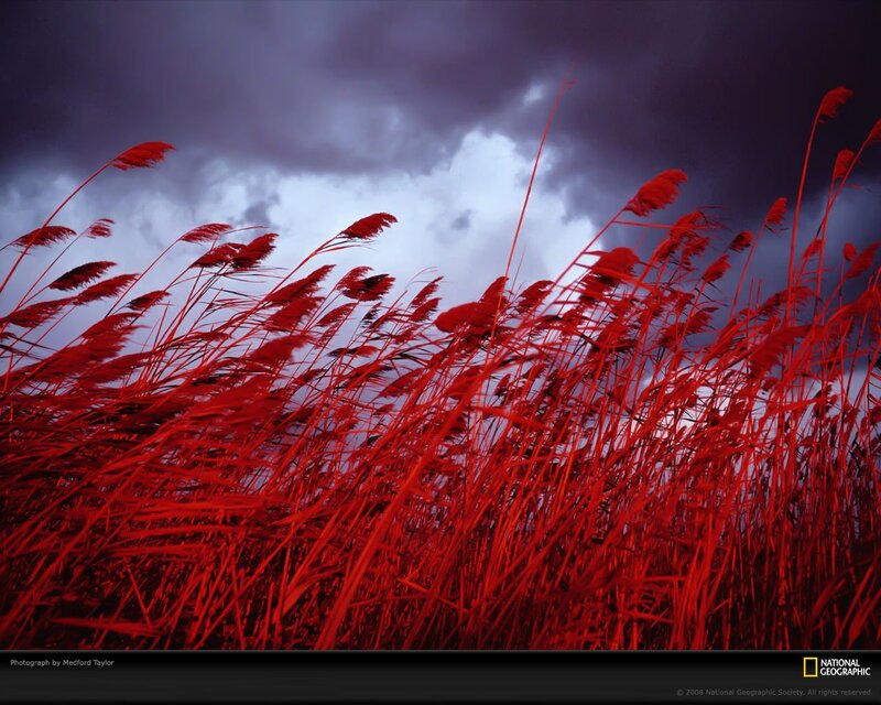 Red reeds under stormy sky