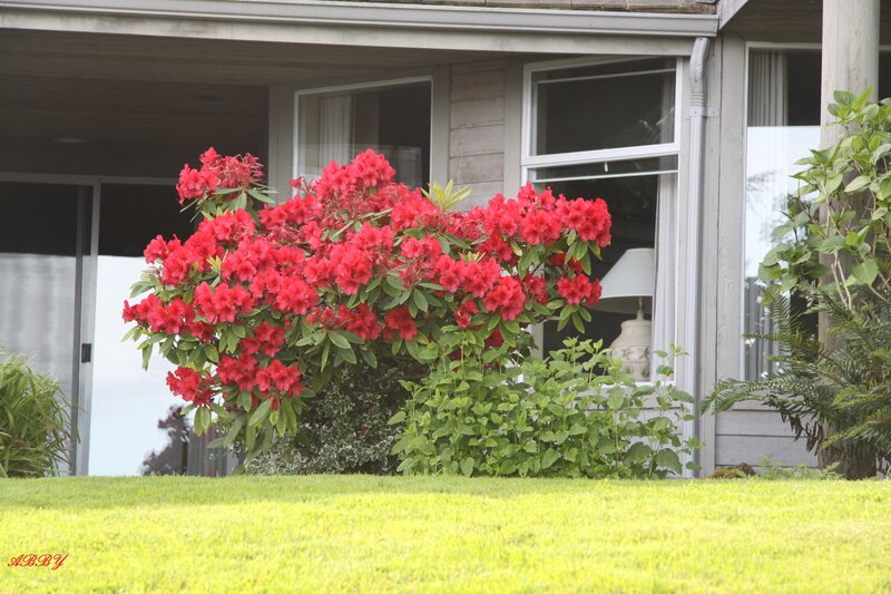 Red Rhododendron Bush