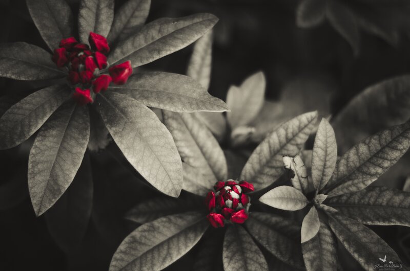 Red Rhododendron Flowers — Dramatic