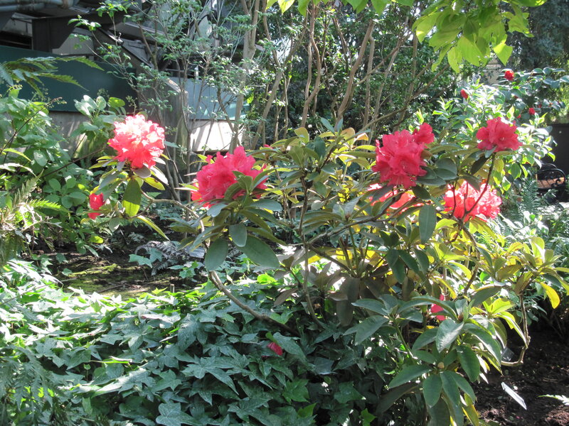 Red Rhododendron Flowers — Green