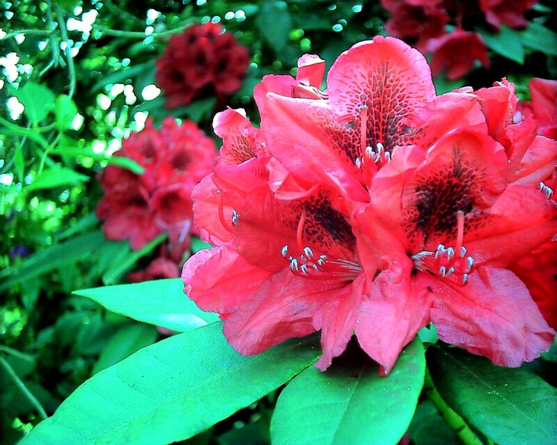 Red rhododendron flowers in bloom