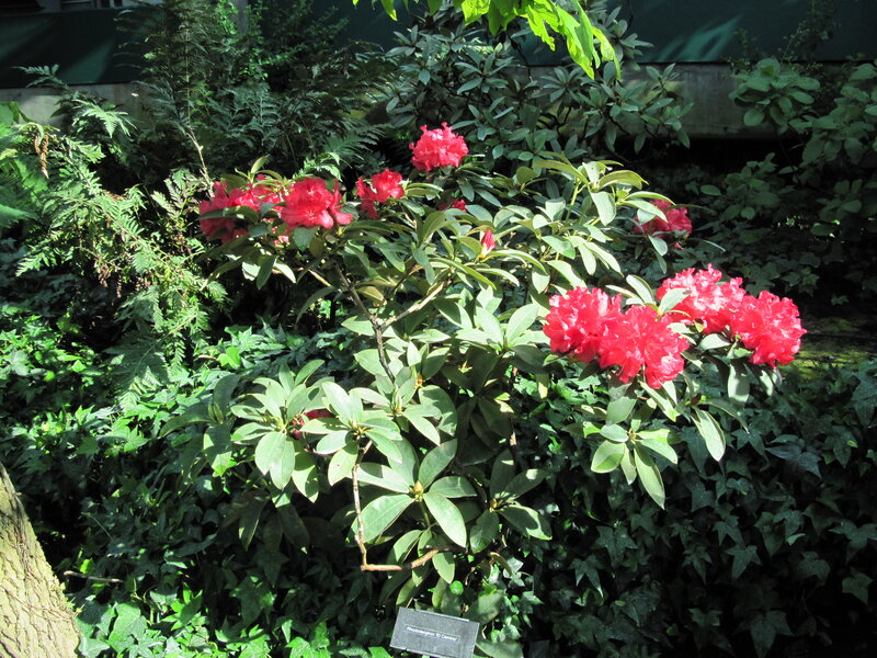 Red Rhododendron Flowers — Natural, Afternoon