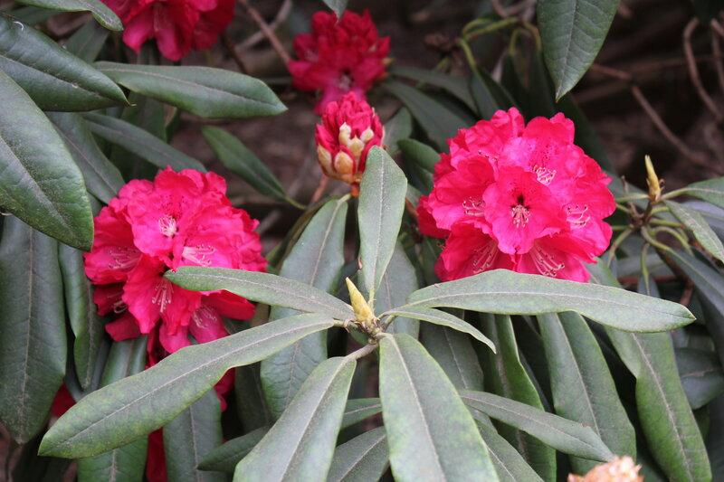 Red Rhododendron Flowers — Natural