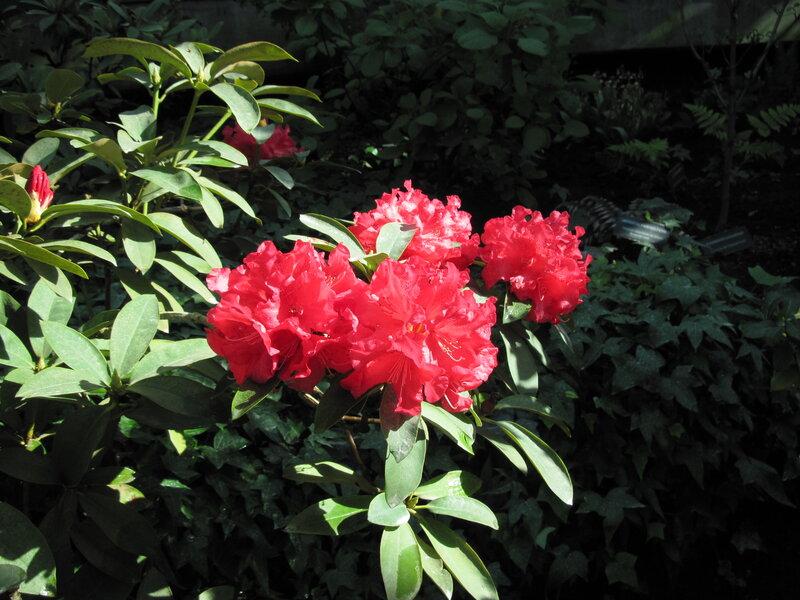 Red Rhododendron Flowers — Serene