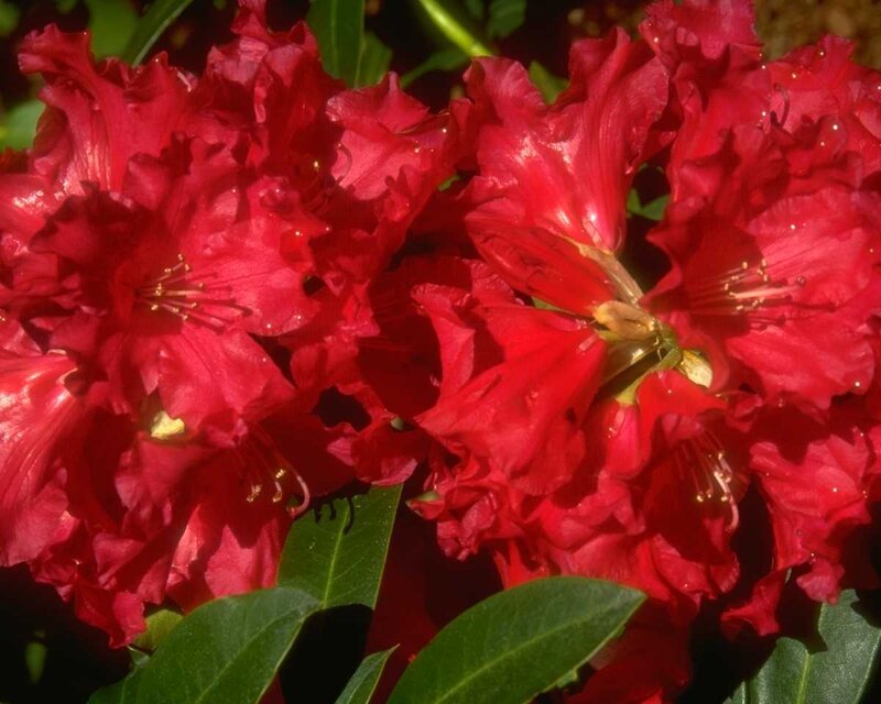 Red Rhododendron Flowers