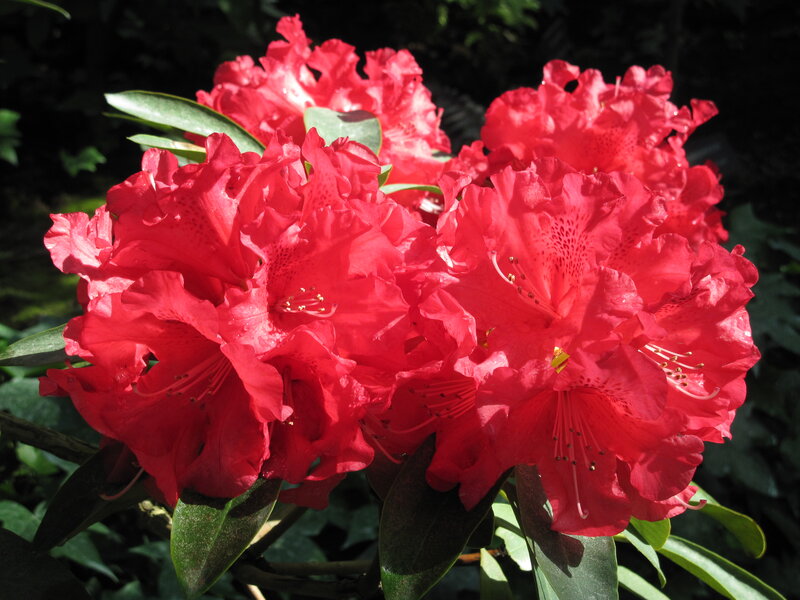 Red Rhododendron Flowers — Vibrant, Afternoon