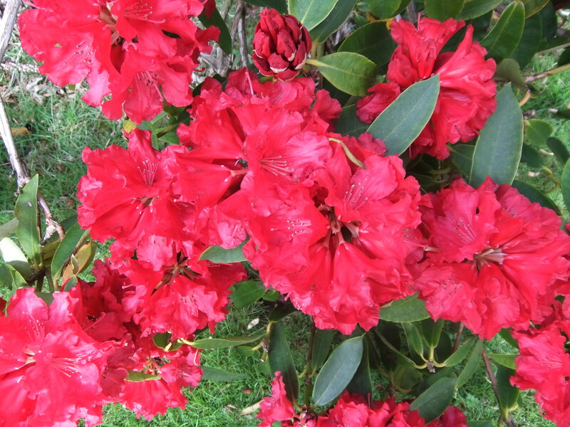 Red Rhododendron Flowers — Vibrant, Spring, Photograph, Leaves