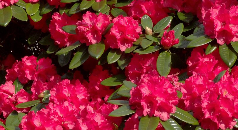 Red Rhododendron Flowers — Vibrant, Spring, Photograph