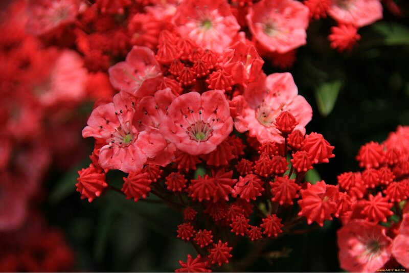 Red Rhododendron Flowers — Vibrant, Spring