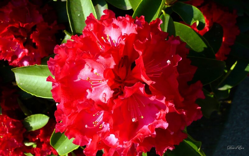Red Rhododendron Flowers — Vibrant