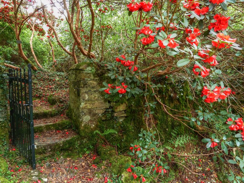 Red Rhododendron Garden