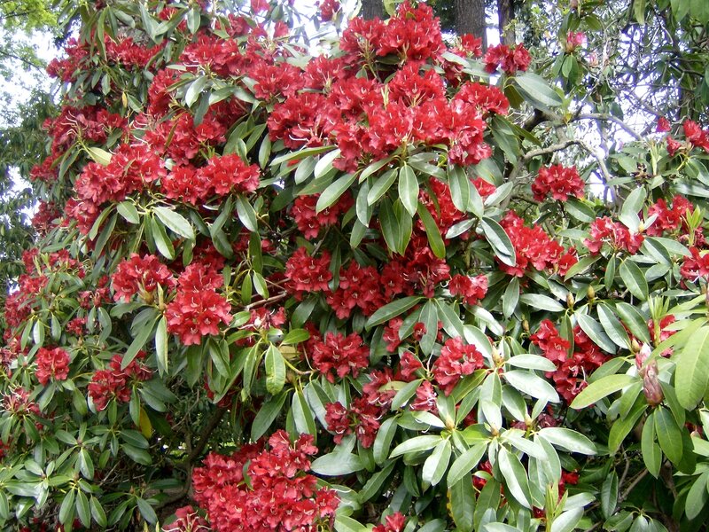 Red rhododendron in bloom