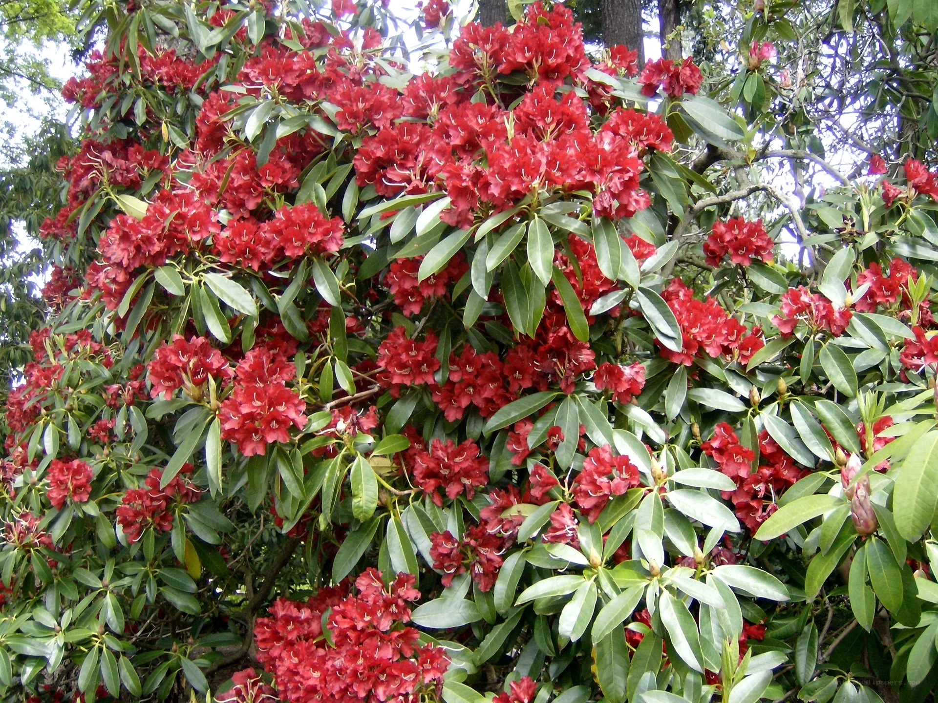 Red rhododendron in bloom