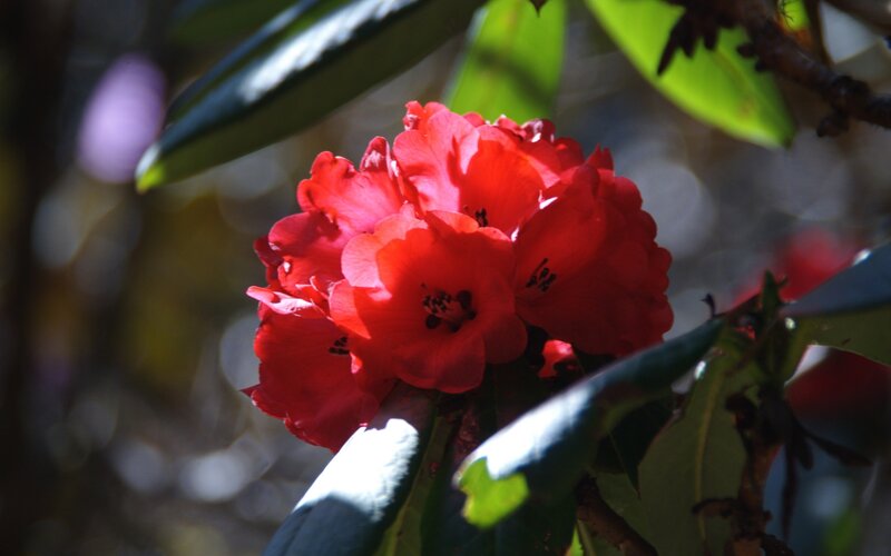 Red rhododendron in sunlight