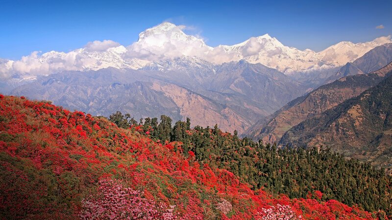 Red Rhododendrons on Mountain — Serene