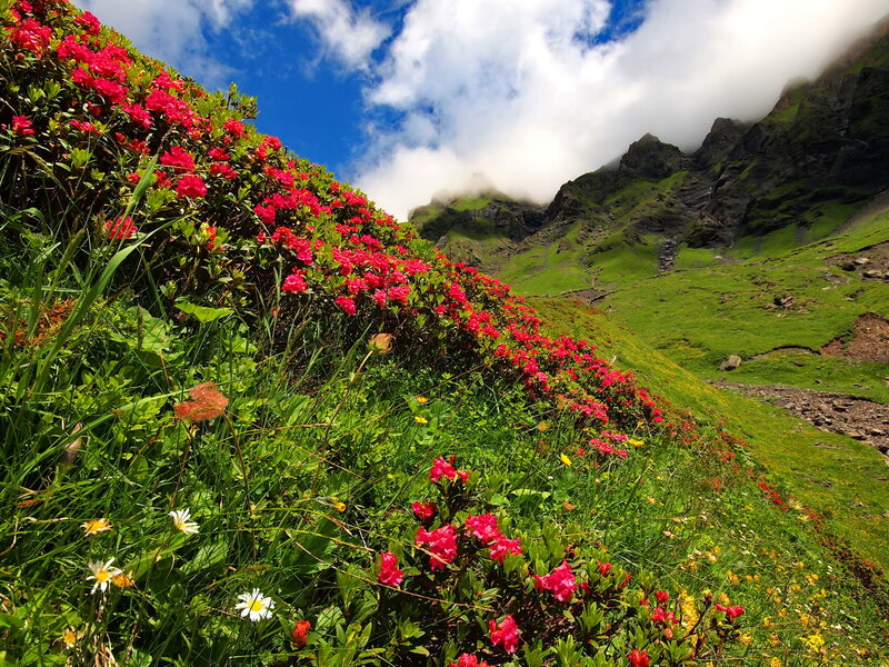 Red Rhododendrons on Mountain