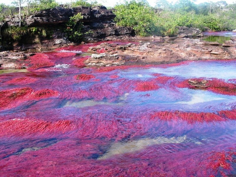 Red River Algae