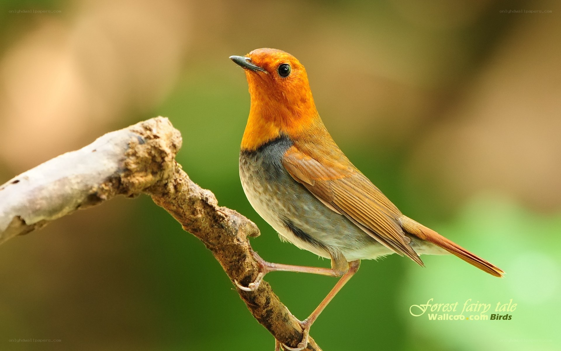 red robin on a branch