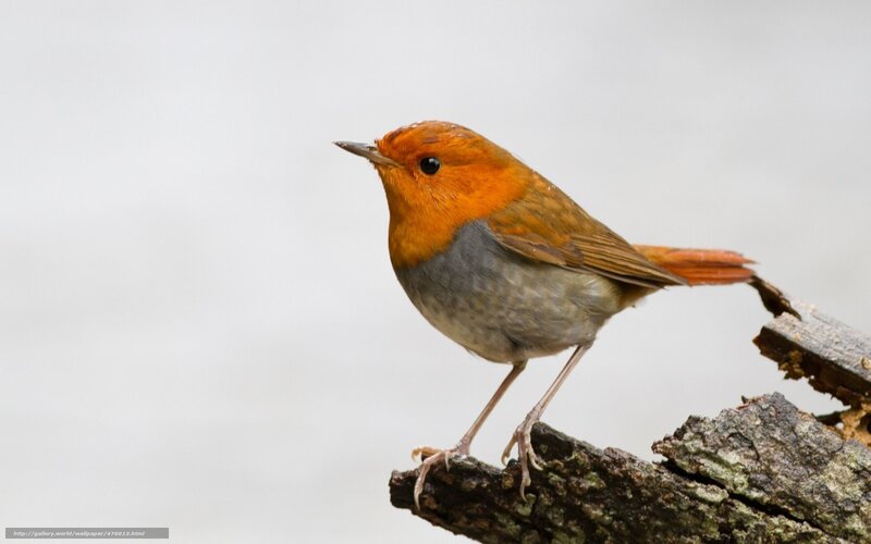 red robin on a branch