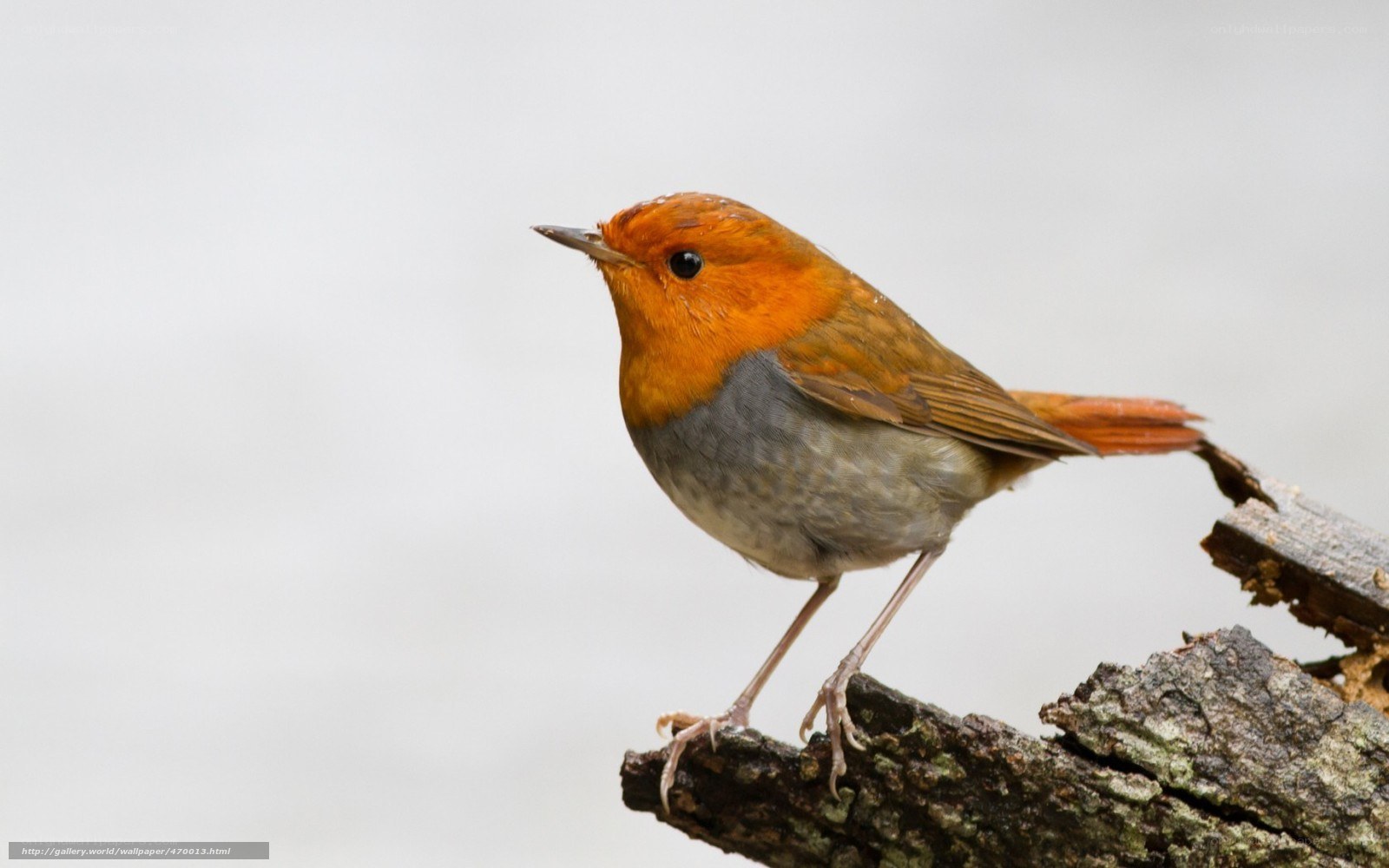 red robin on a branch