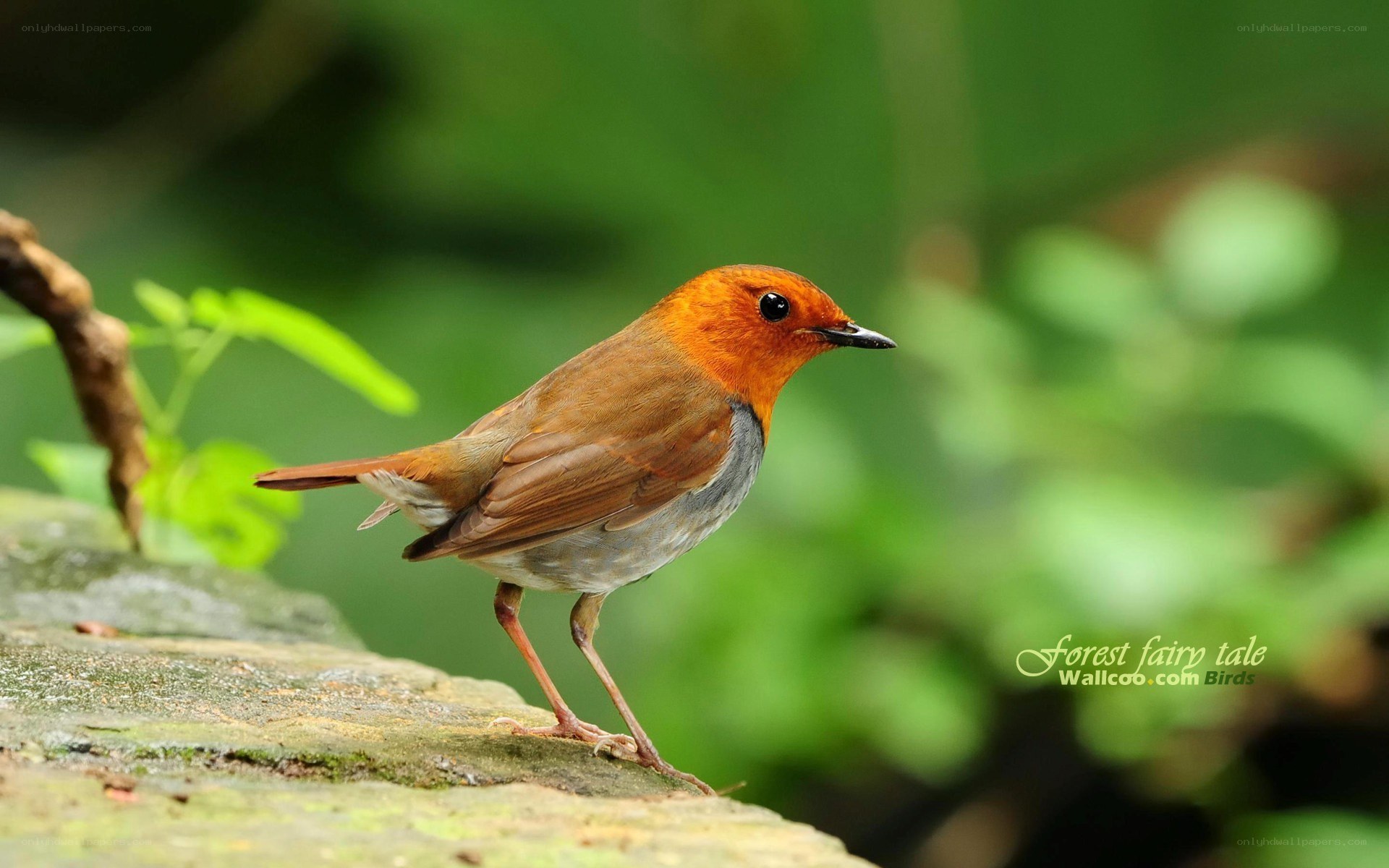 red robin on a stone