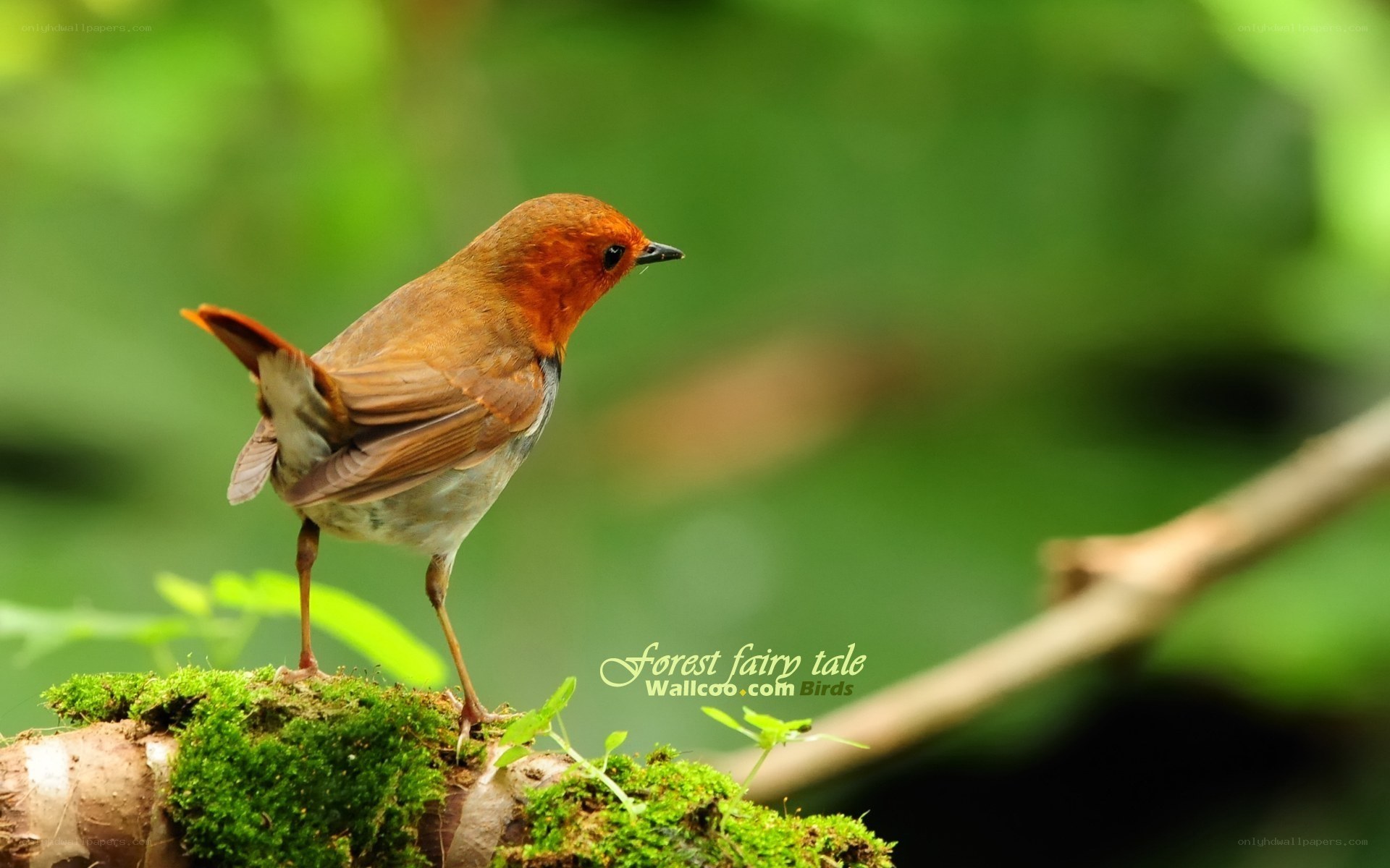 red robin on mossy branch