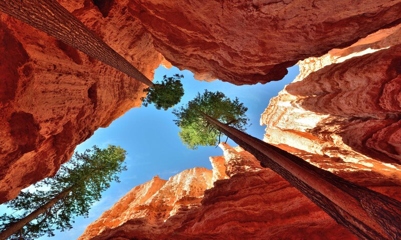 Red Rock Canyon — Dramatic, Afternoon, Photograph, Trees