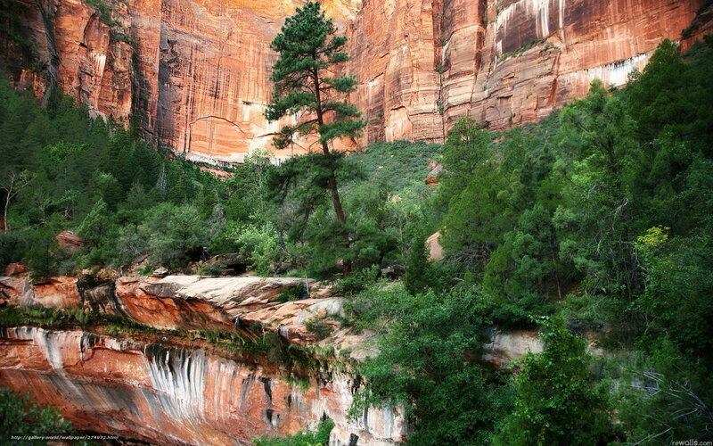 Red rock canyon with green trees