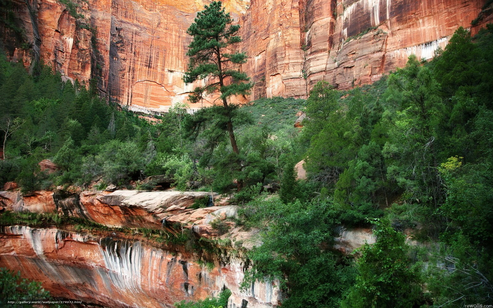 Red rock canyon with green trees