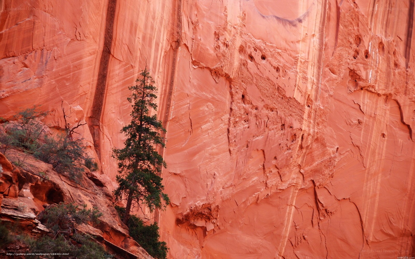 Red rock canyon with lone tree