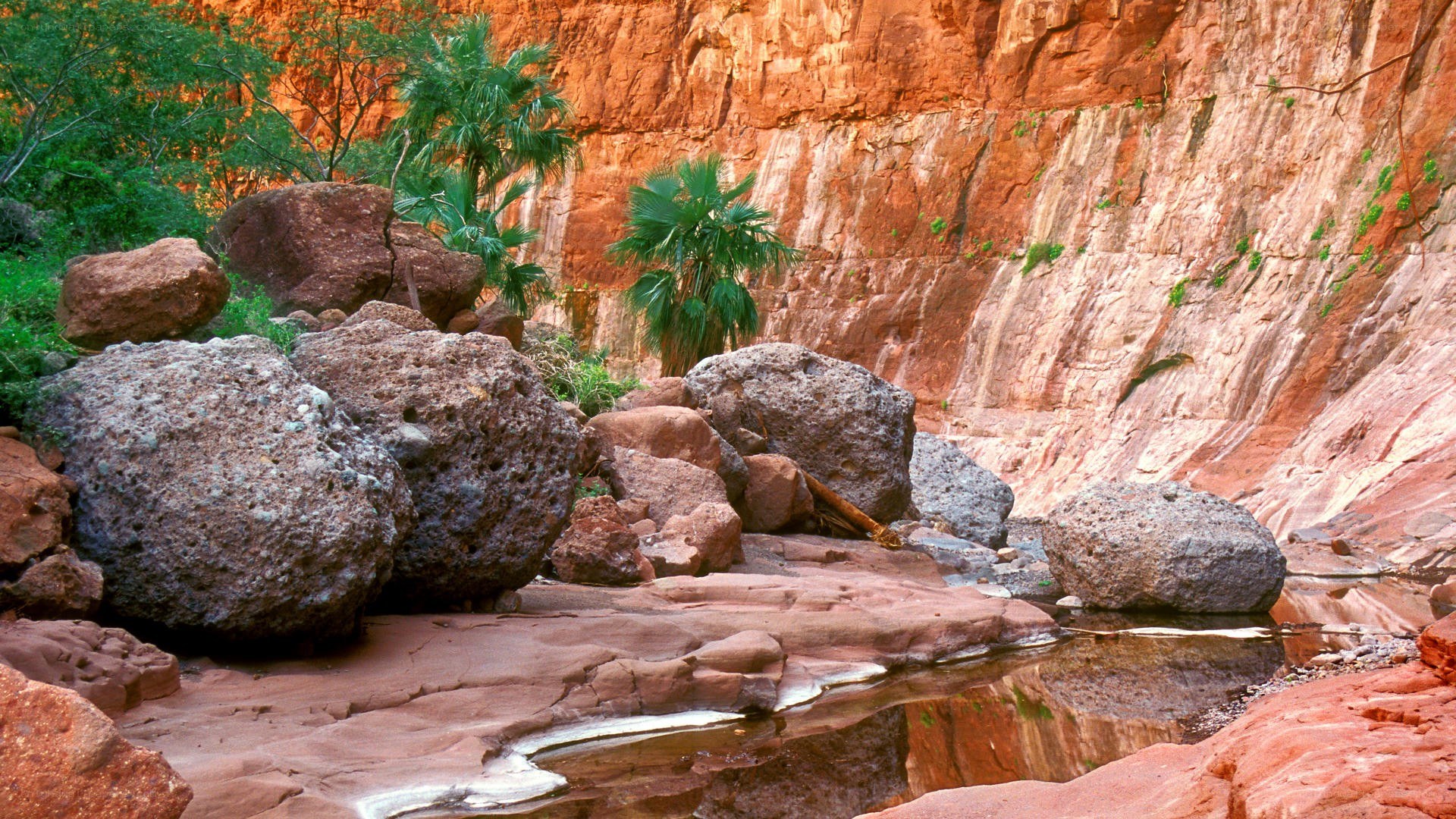 Red rock canyon with palm trees