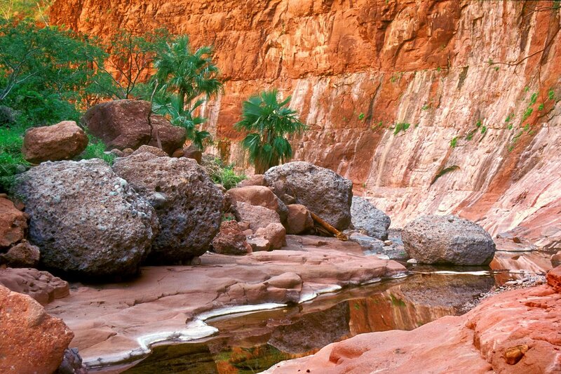 Red rock canyon with palm trees